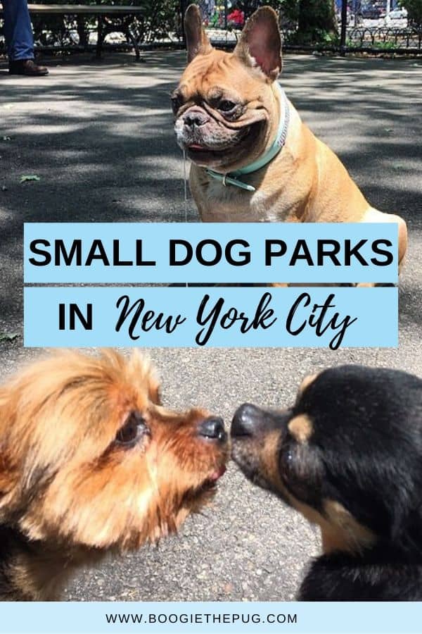 NYC has handful of small dog parks, open to dogs 25lbs and under for socializing with other small sized canines.