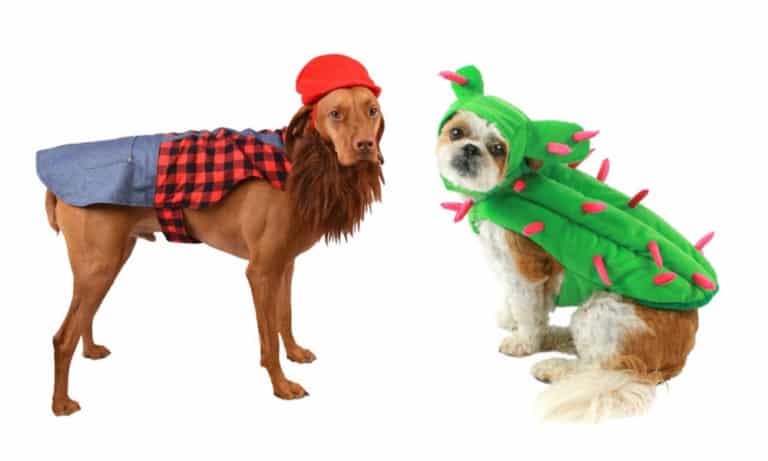 Dog Halloween Costumes for Every Type of Dog Owner