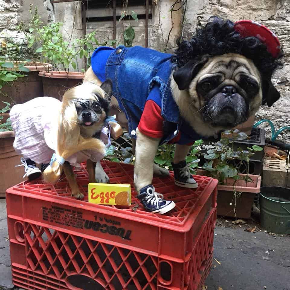 A pug and chihuahua dressed up for Halloween. 