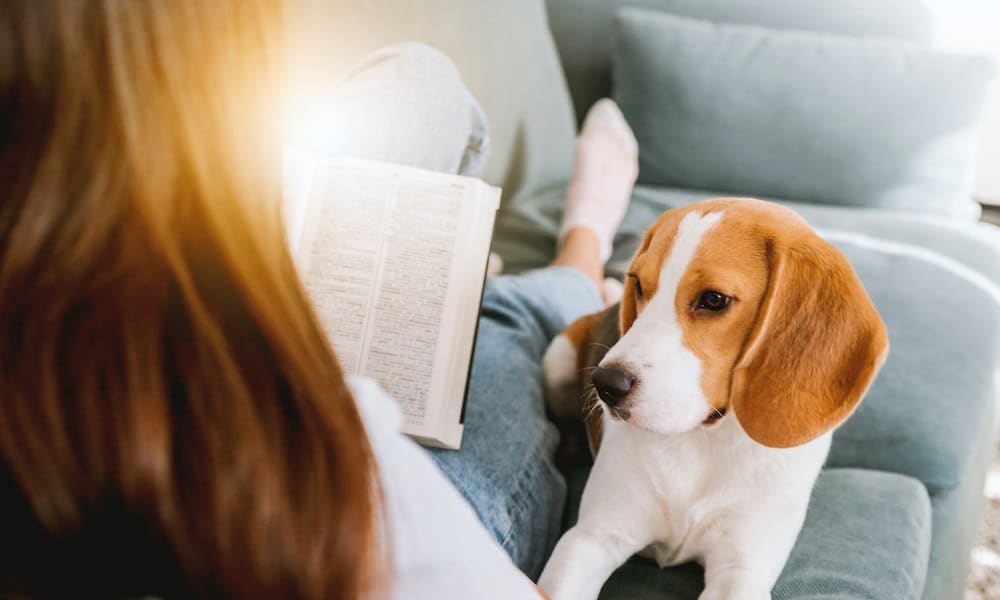 The best books for dog lovers.