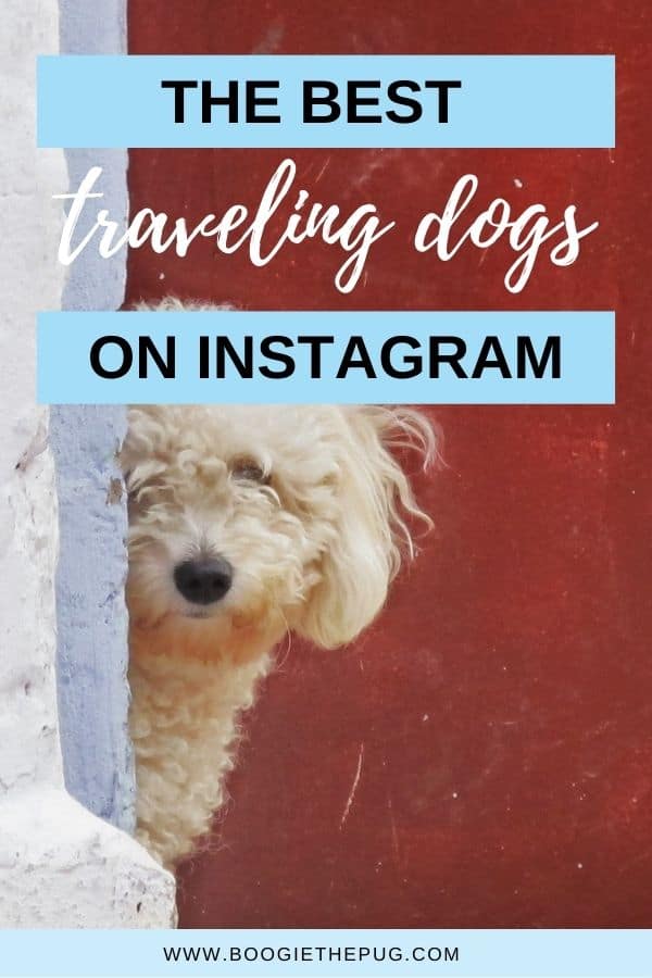 The Best Traveling Dogs on Instagram
