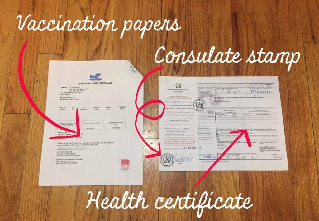 Dog health certificate. 
