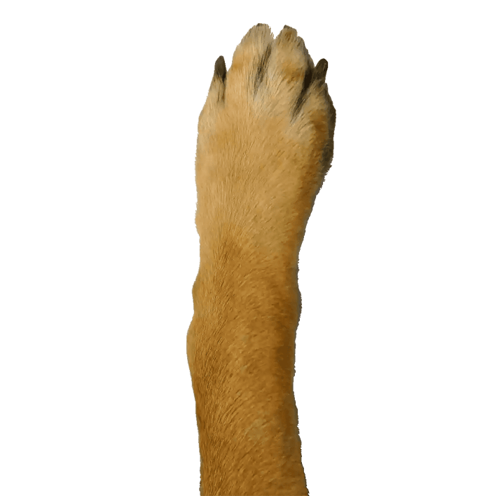 A dog paw.