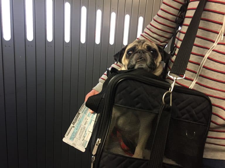 Traveling with Pets: Cargo vs. Carry On vs. Baggage