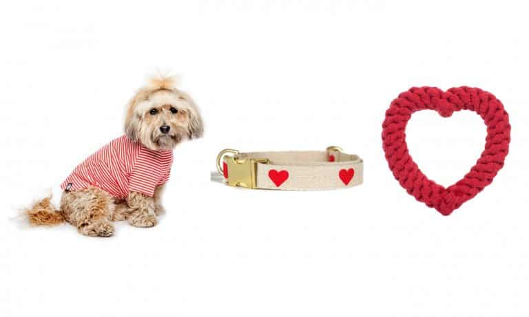 The Best Valentine’s Day Gifts For Your Dog