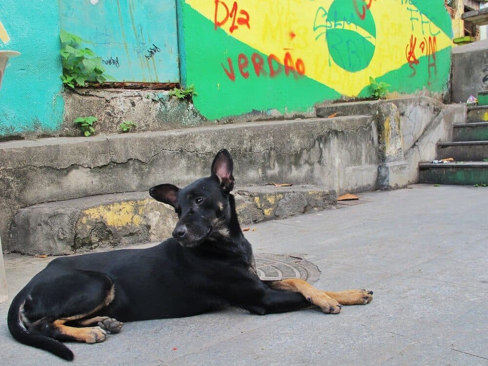 A dog sitting near the Brazilian flag.