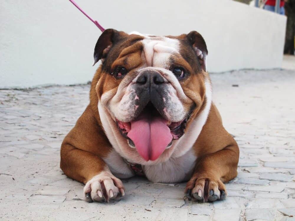 A smiling English Bulldog. 