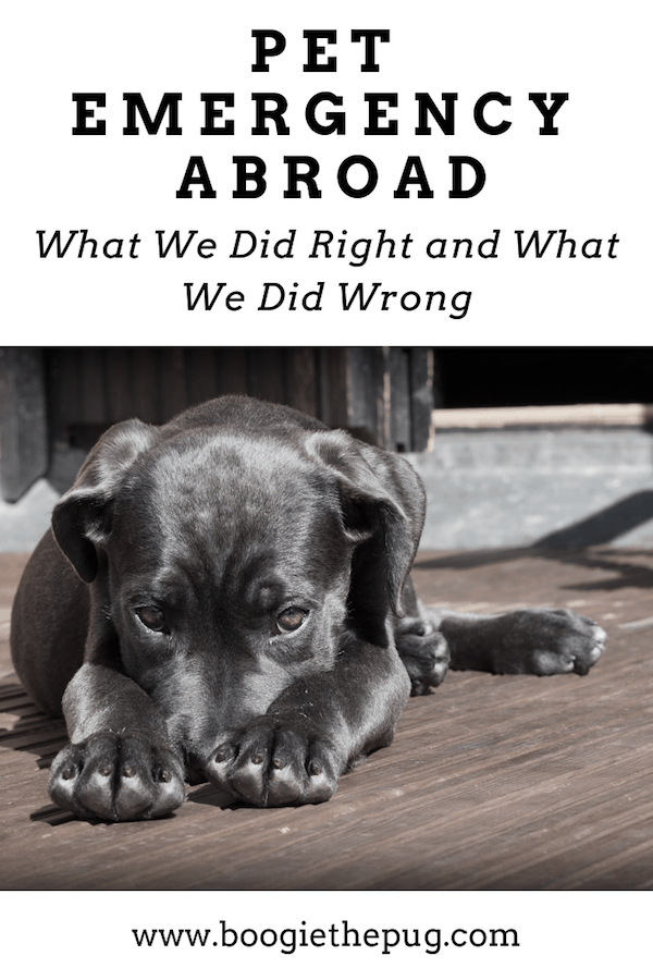 On a trip abroad, we experienced a pet emergency when our two dogs swallowed some harmful vitamins. Here’s a breakdown of what we did right, and what we definitely did wrong.