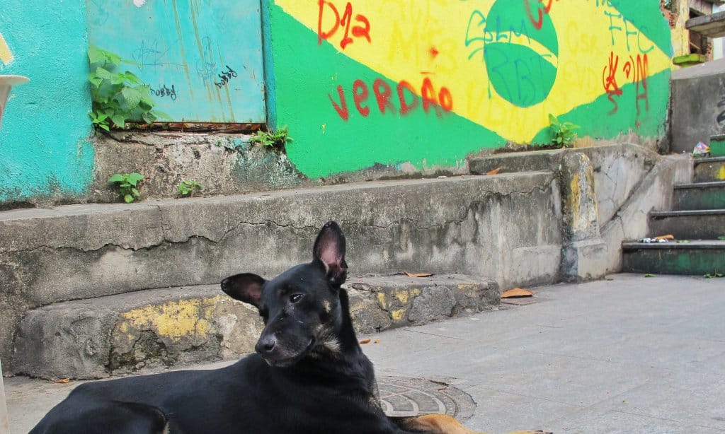 A dog sitting in front of graffiti of the Brazilian flag.