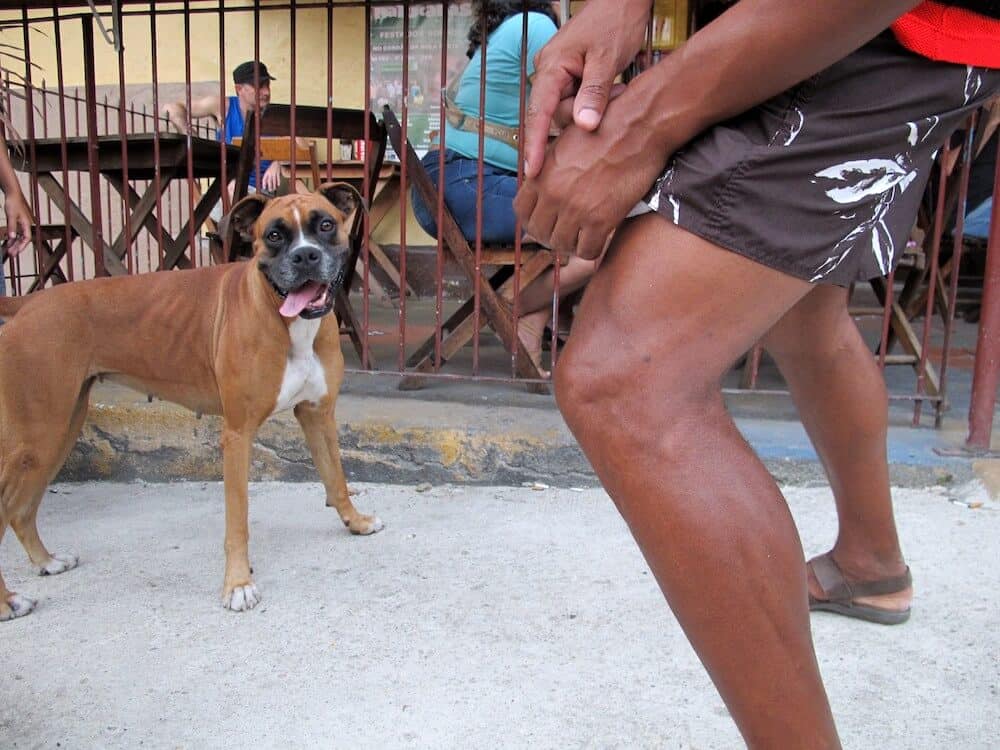 A boxer dog dancing in Rio.