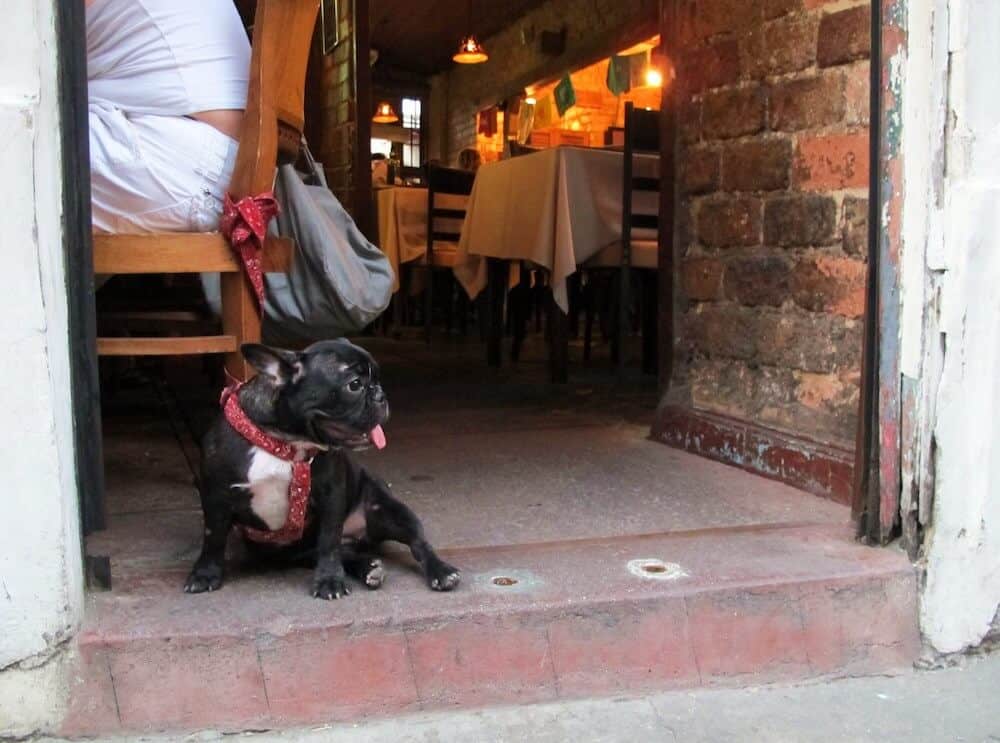 A Frenchie sitting outside of a restaurant.