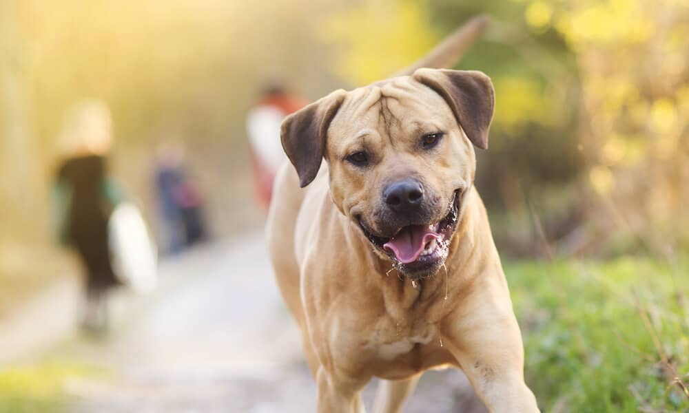 Beautiful purebred dog walking in the forest