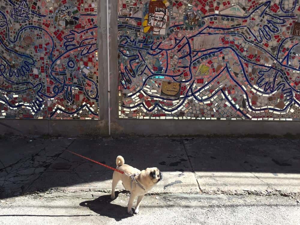 A pug walking in front of a Magic Gardens art piece in Philadelphia. 