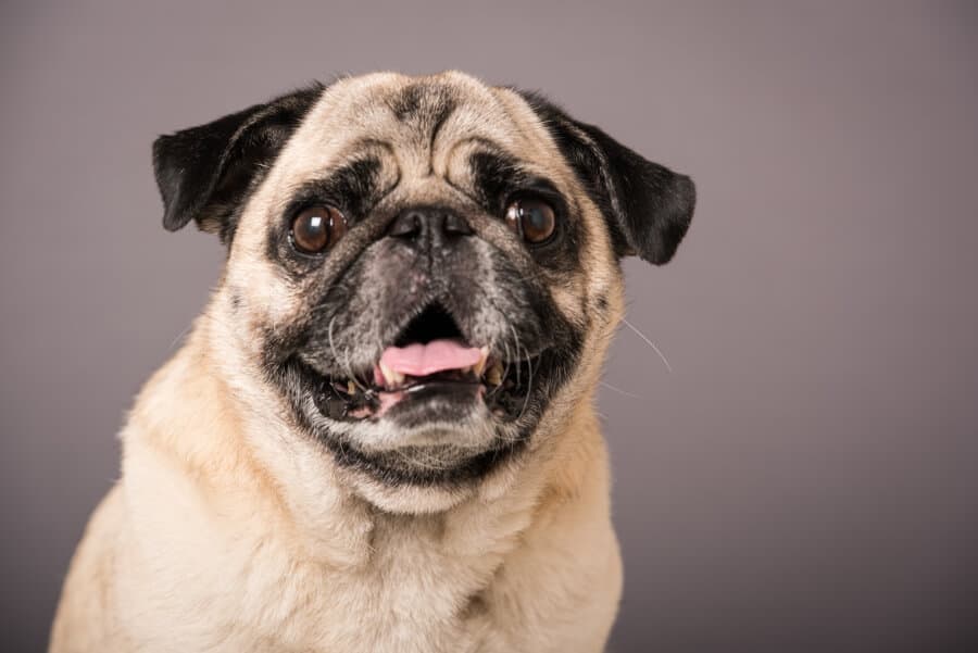 10 things you should know before getting a pug.