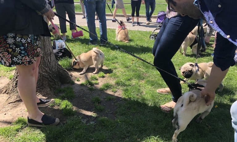 All About #PugsTakeBoston
