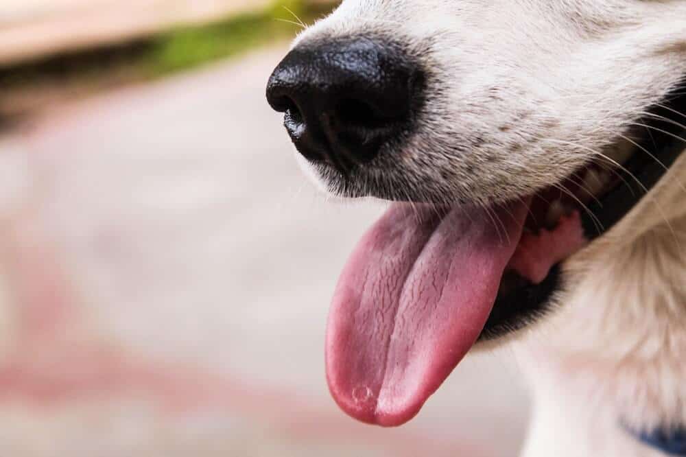 A close up of a dogs snout and tongue.