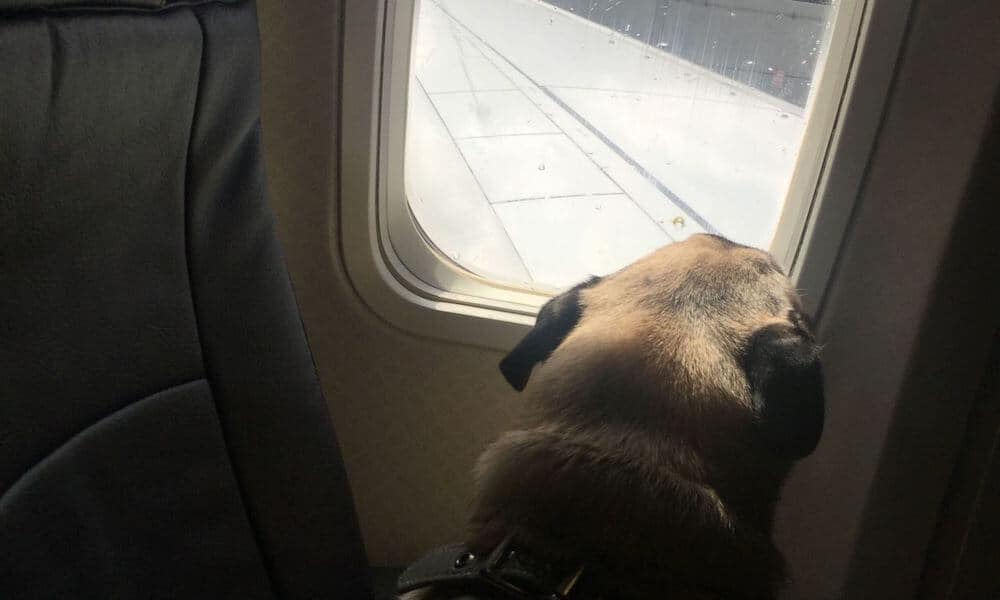 Boogie the pug looks out the window of a plane.