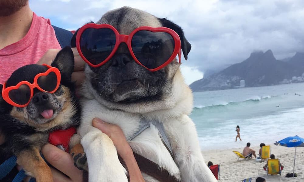 Two dogs wearing matching sunglasses at Ipanema Beach.