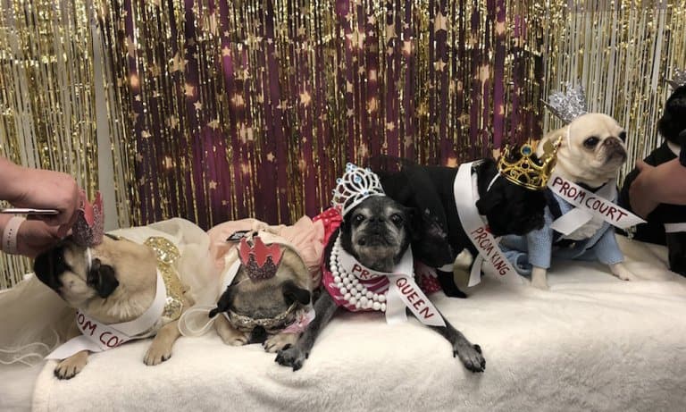 I went to Pug Prom 2018