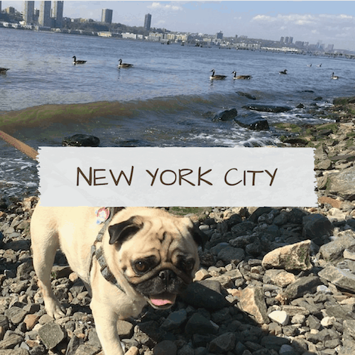 Dog-Friendly New York City