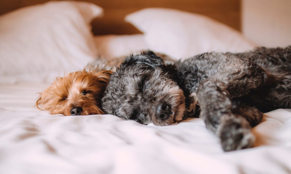 Coming to the big apple? Bring your pooch along! Here's a list of dog-friendly hotels in NYC that will welcome and pamper your pooch.