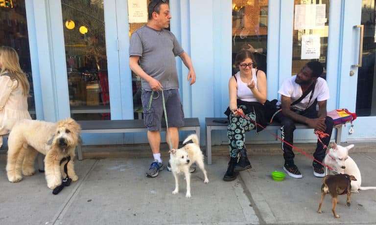 Dog-Friendly NYC Bar Crawl
