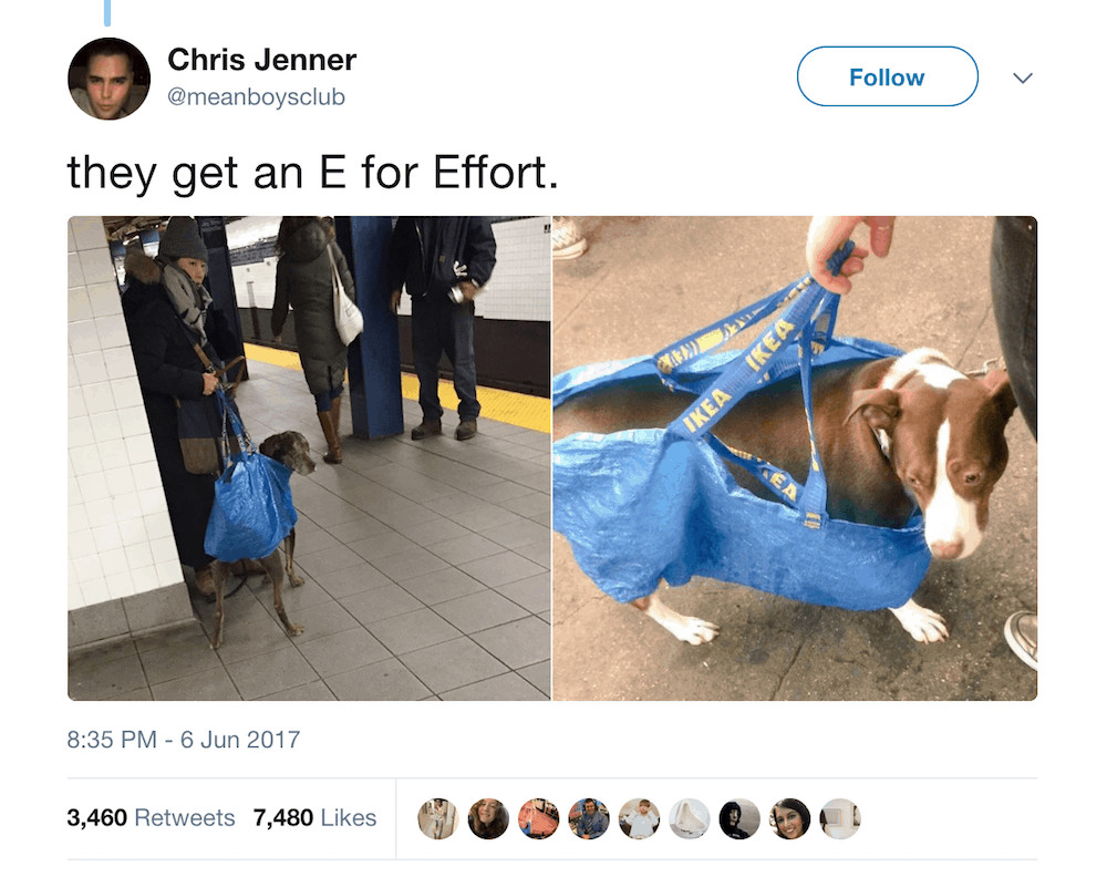 are dogs allowed on the subway?