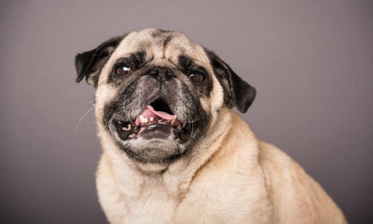 Fat Pug: How to Help Your Pug Lose Weight