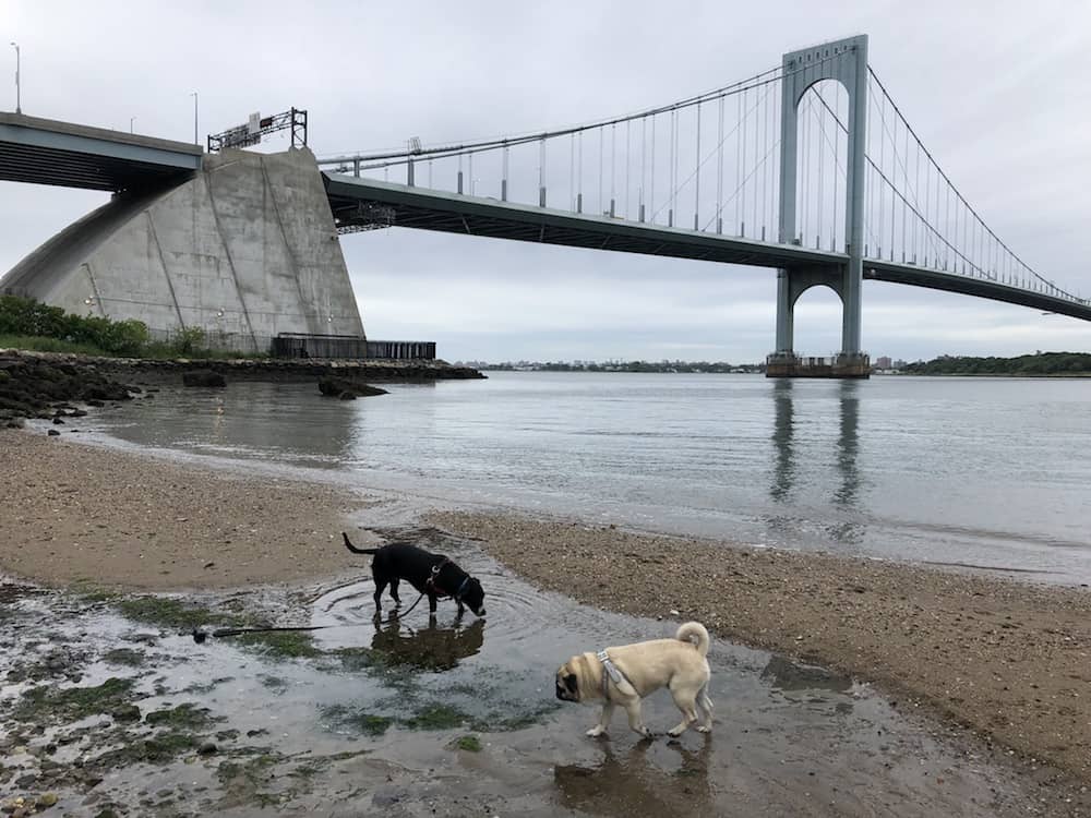 Living in the concrete jungle doesn't mean you have to go a whole summer without swimming. Here are the top 4 spots where your dog can swim in NYC.