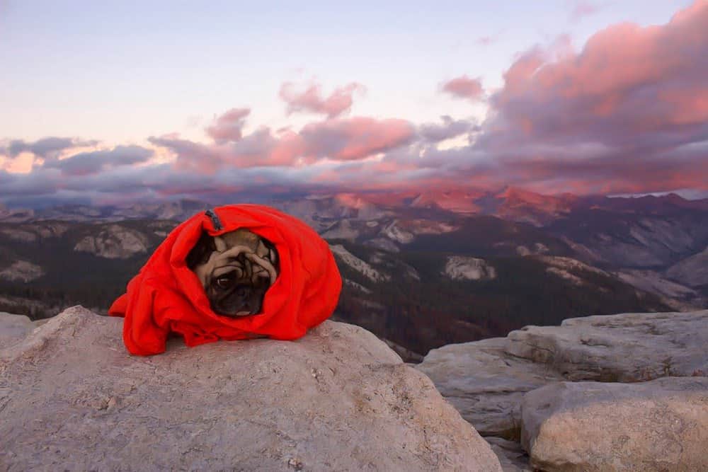 An Interview with Mack the Adventure Pug
