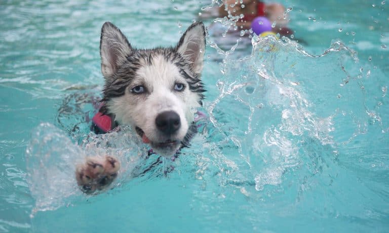 Doggie Splash Days: Dog-Friendly Swimming Near NYC