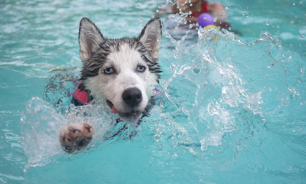 Living in the concrete jungle doesn't mean you have to go a whole summer without swimming. Here are the top 4 spots where your dog can swim in NYC.