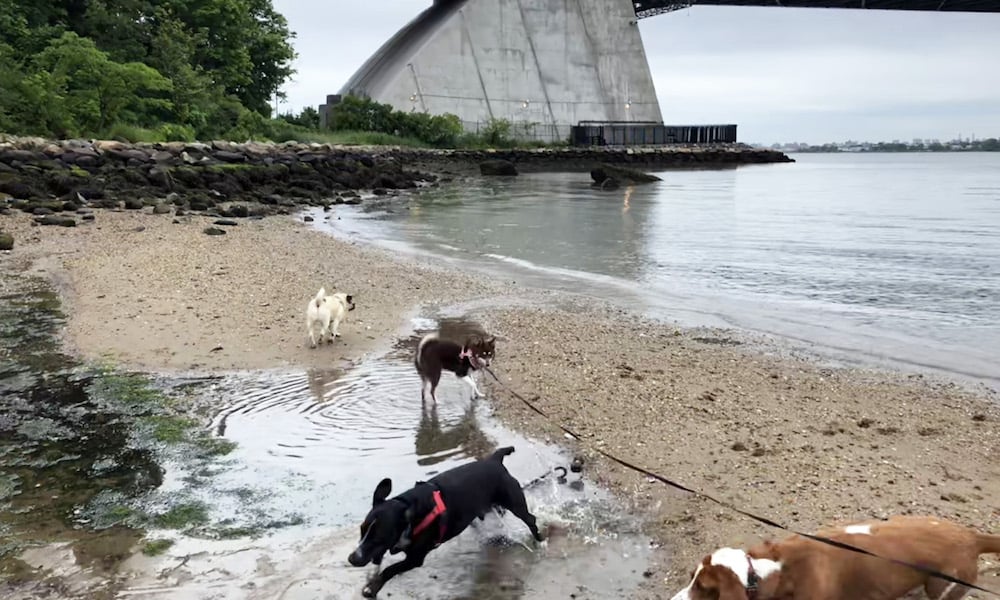 Top 4 Spots Where Your Dog Can Swim in NYC