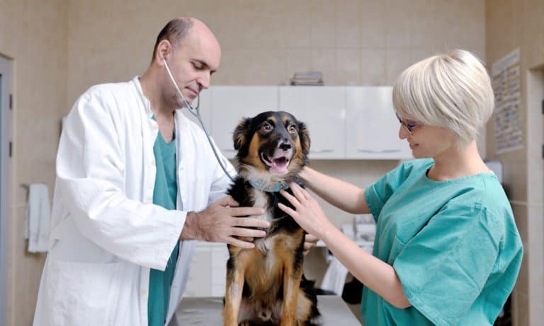 How to Save on Vet Care in New York City