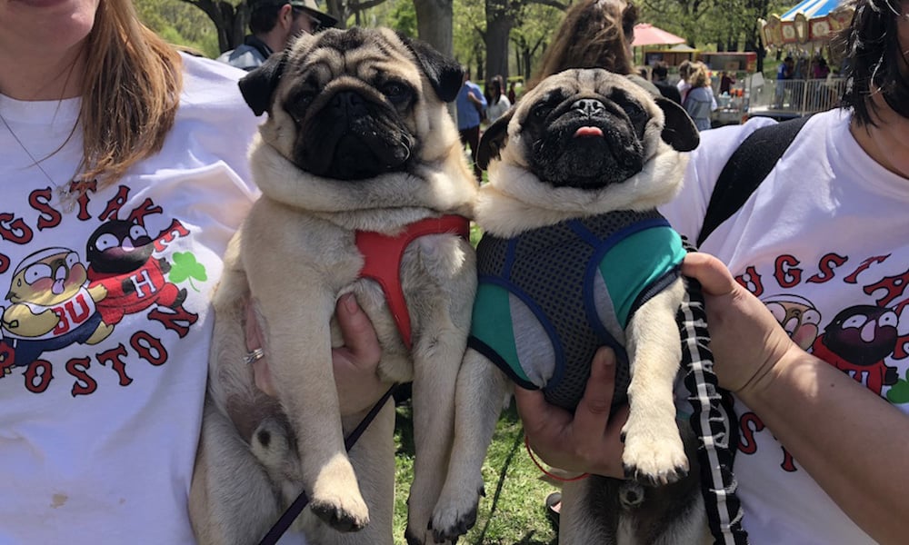 The Best Pug Events Around the World
