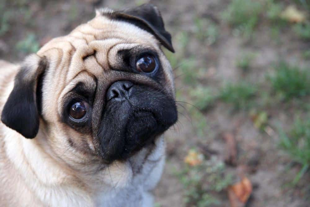 Information about 2024 pug dog