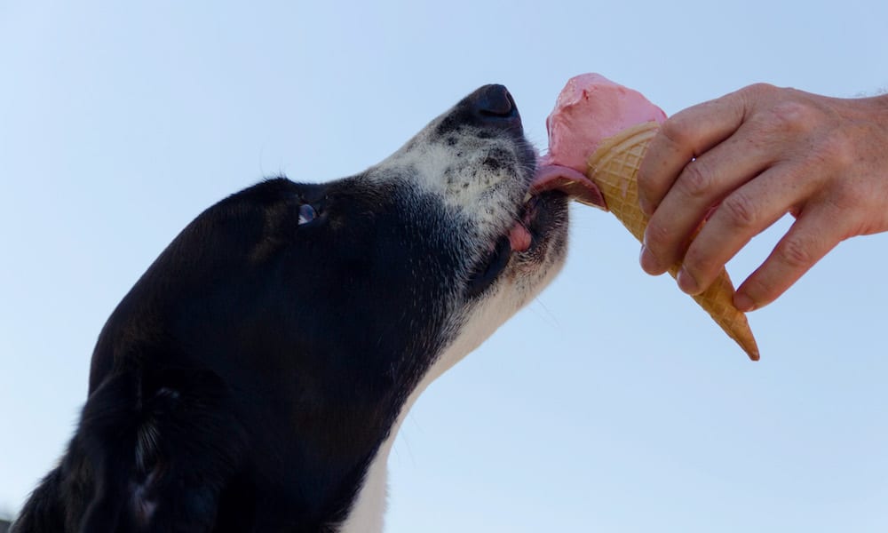 The Easiest Dog Ice Cream You'll Ever Make