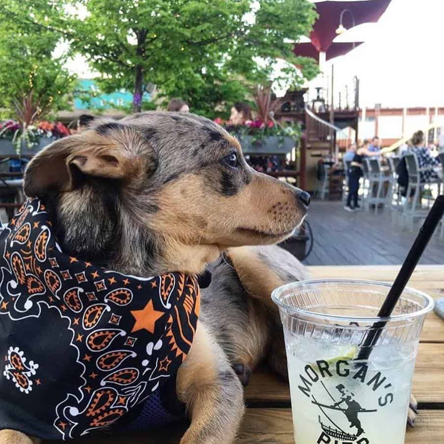 11 Dog-Friendly Places to Eat in Philadelphia
