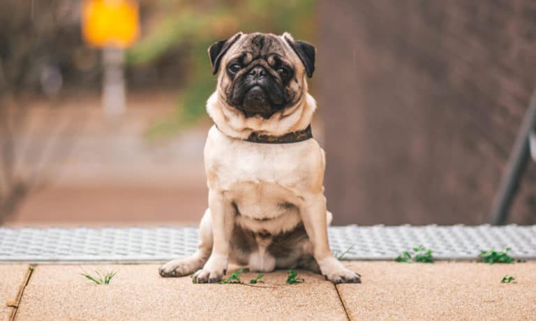 10 Fun Facts about Pugs