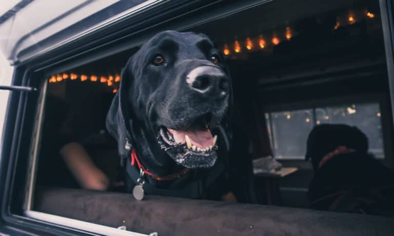 Traveling in a Van with Dogs: An Interview with Yana and Calum