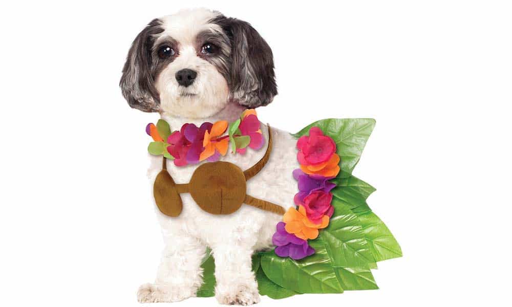 20 Great Halloween Costumes For Your Dog