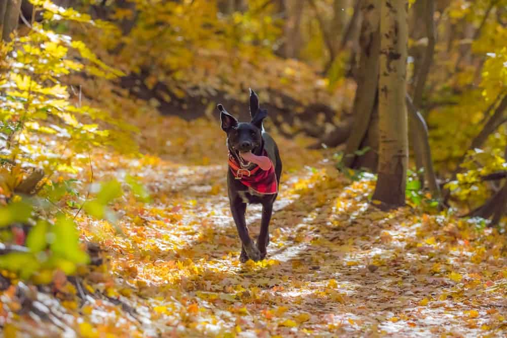 A dog hiking in the Fall.