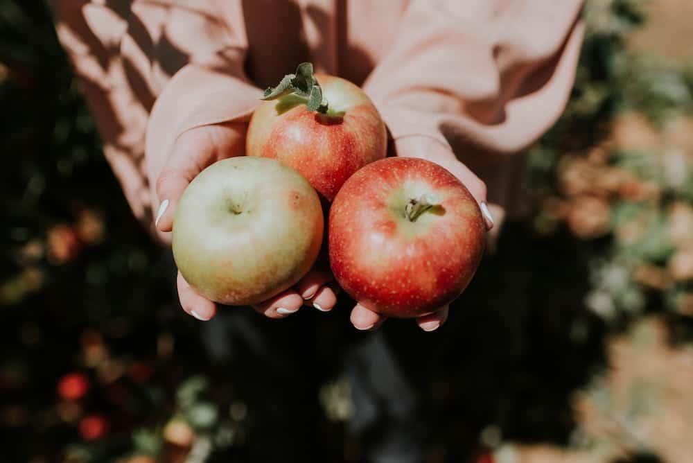 A hand holding three apples.