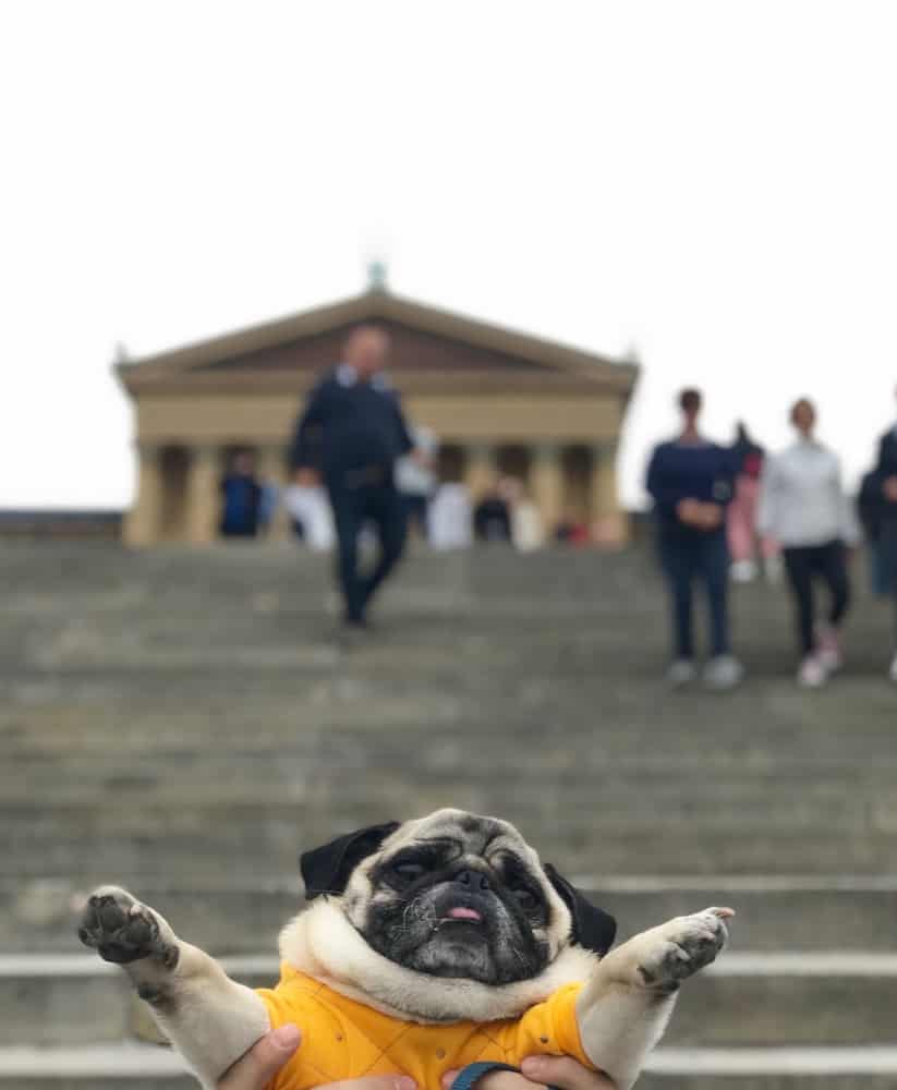 All About #PugsTakePhilly