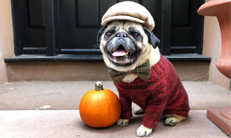12 Ways To Celebrate Fall With Your Dog