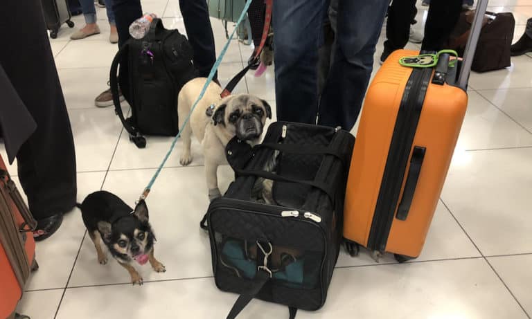 2 Dogs, 1 Human: Must Read Tips on Flying with Multiple Dogs