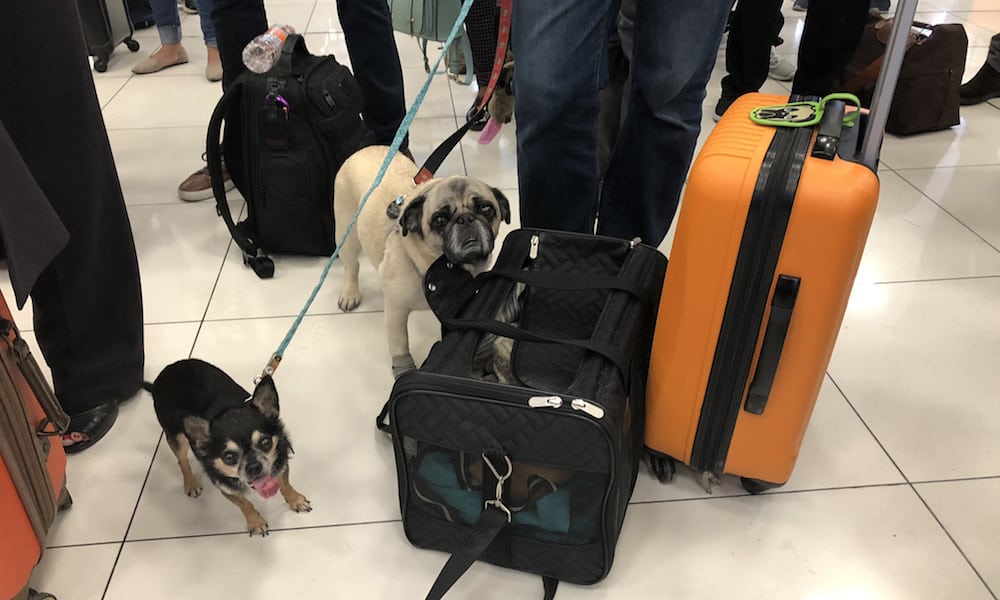 Tips for Plane Travel with Multiple Dogs
