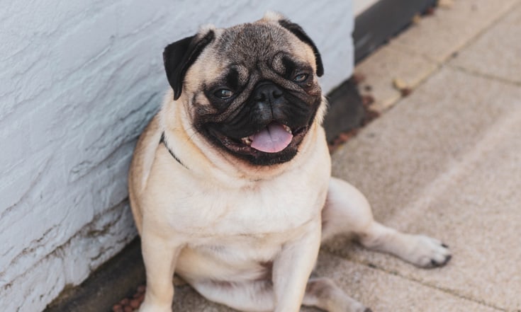Can Pugs Fly? What You Need To Know About Planes and Pugs