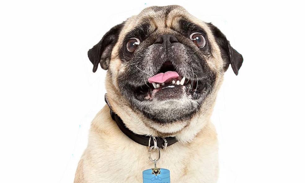 A Complete List of Pug Rescues in the USA Boogie the Pug