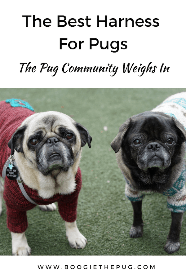 We asked the pug community: what's the best harness you've used for your pug? Here are the harnesses most pug parents swore by. 